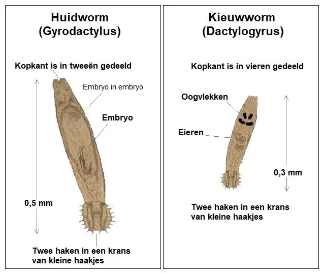 Adviesgroep Koi en vijver - Huidworm versus Kieuwworm